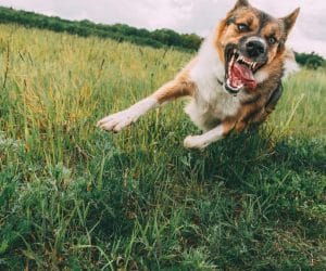 Angry Aggressive Mad Dog Running Outdoors In Green Meadow On Camera.